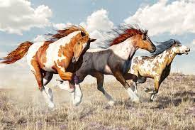 Paint Horse Image